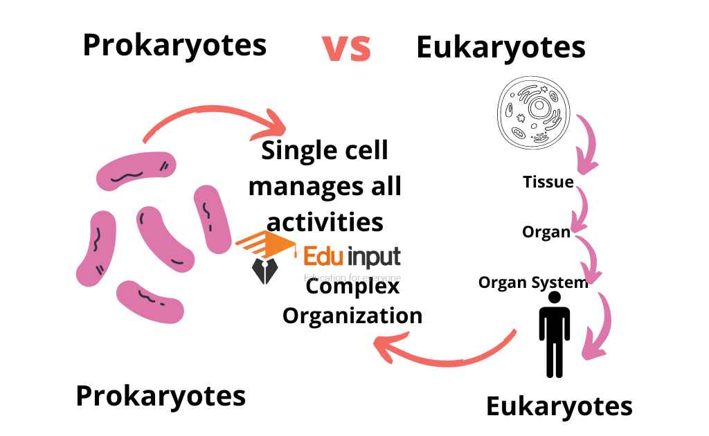 image showing simple organization of prokaryotes