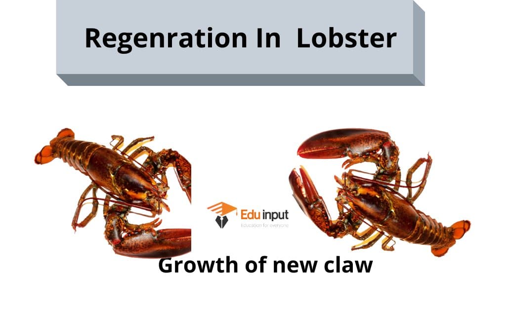 What is Regeneration? Definition And Examples