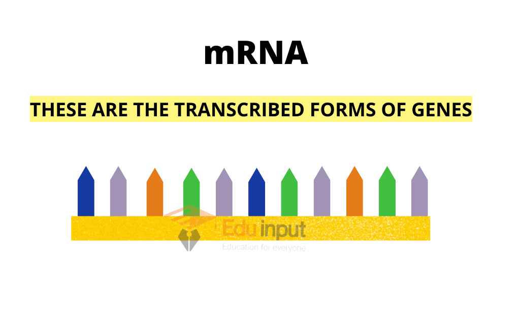 image showing the structure of mRNA