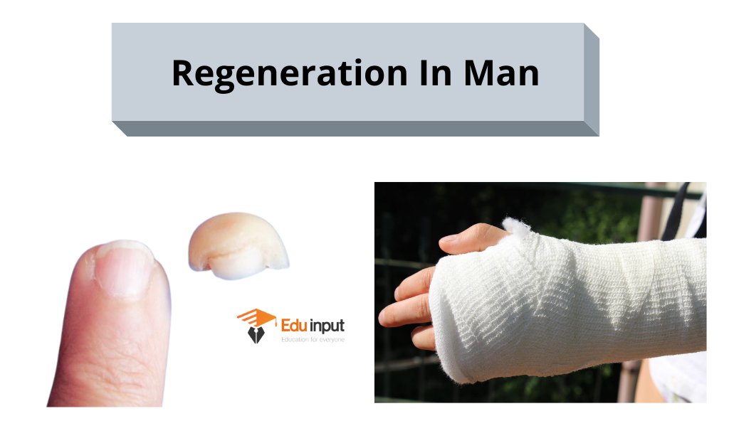 image showing regeneration in humans