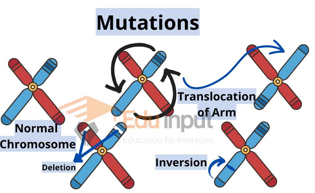 image showing types of chromosomal aberrations
