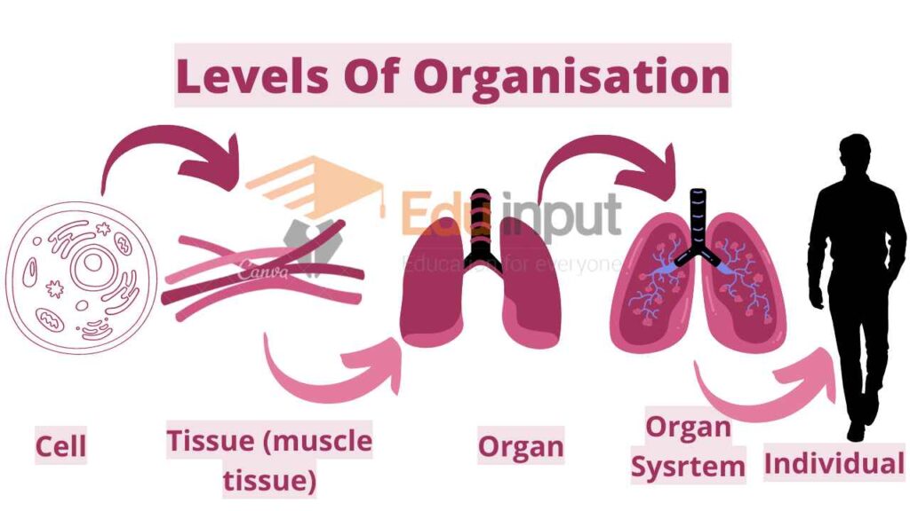 image showing levels of organization