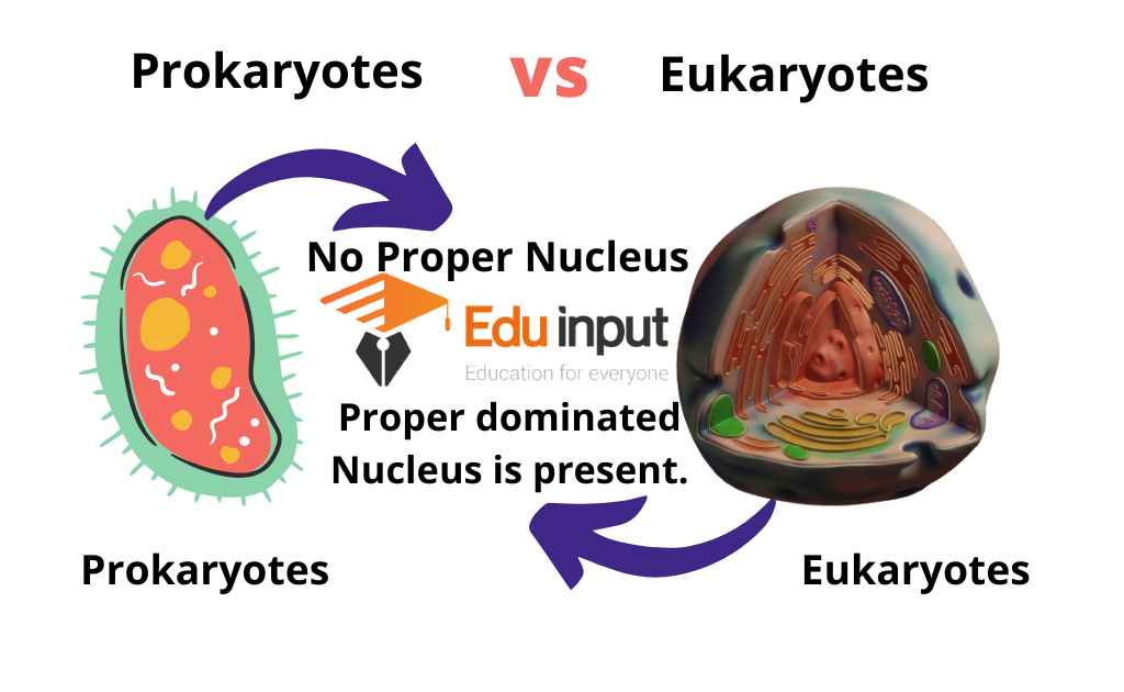 image of the nucleus in eukaryotes
