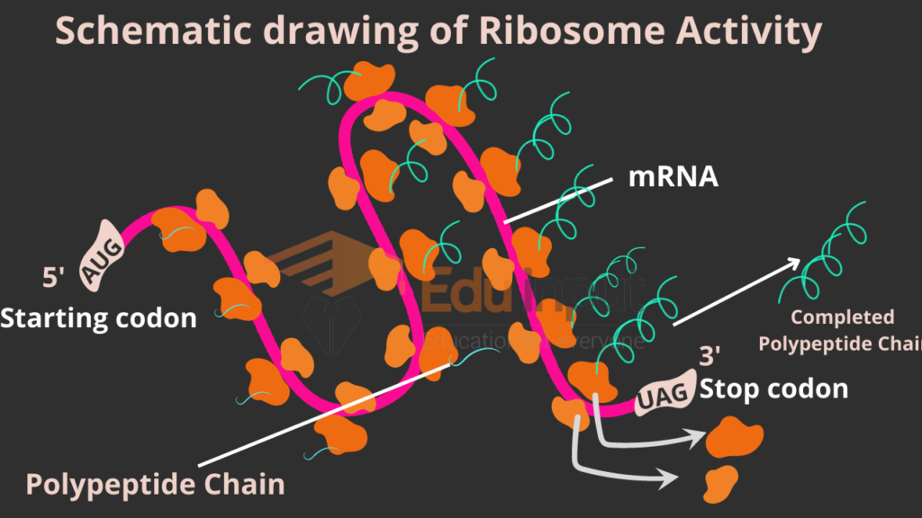 image representing ribosome function