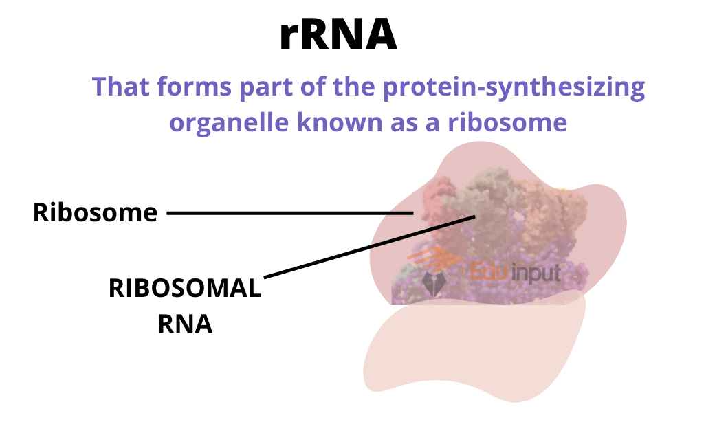 image showing rRNA structure