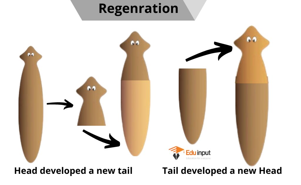 image showing the regeneration process