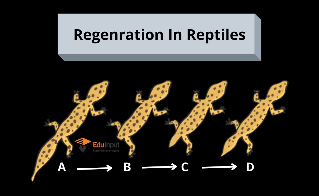image showing regeneration in reptiles