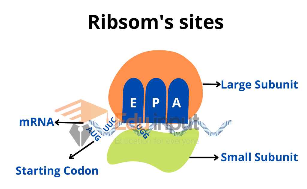 image representing ribosome binding sites