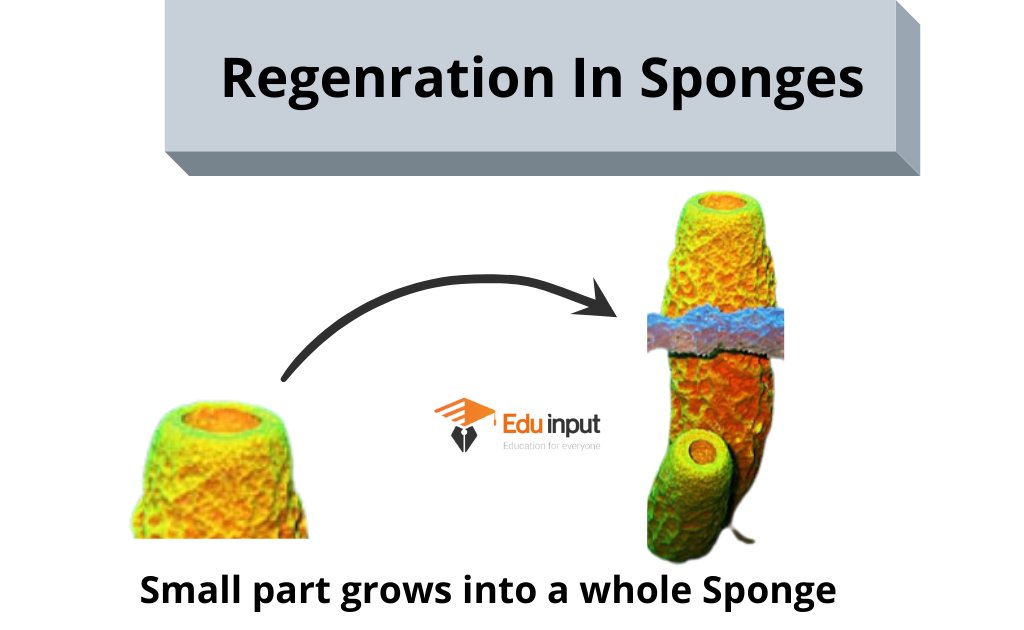 image showing regeneration in sponges