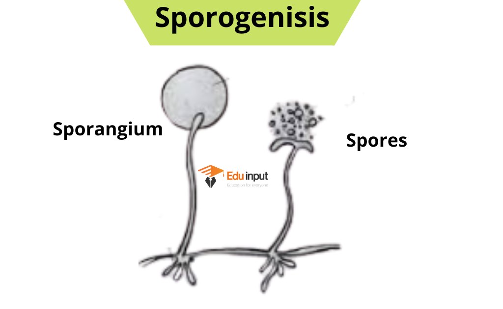 image showing the sporogenesis 
