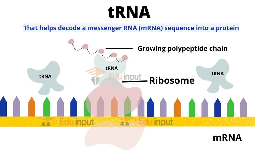 Image showing tRNA's activity