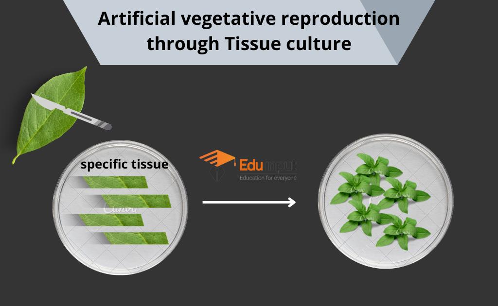 image showing the process of tissue culturing