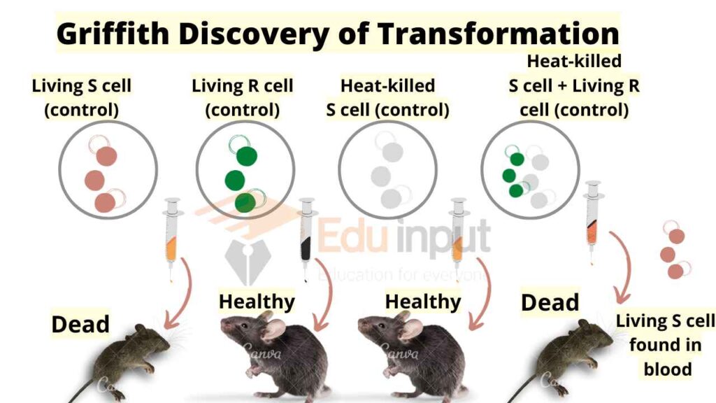 image showing transformation for the discovery of DNA as heredity material