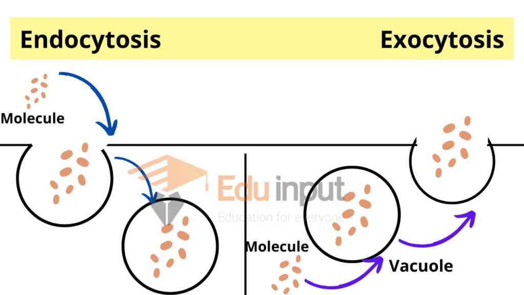 Image showing process of endocytosis and exocytosis