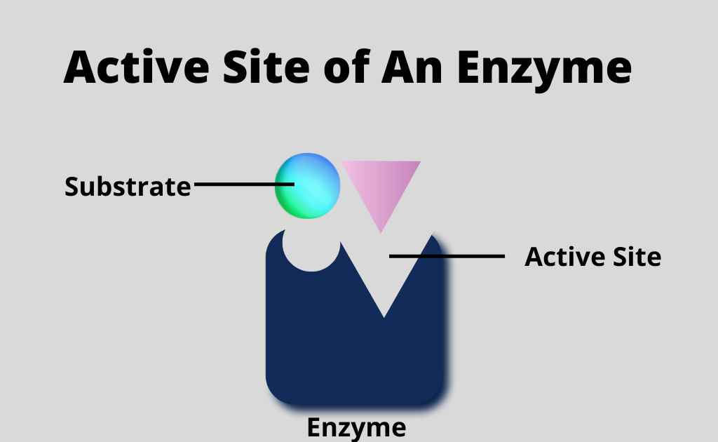 image showing the active site of an enzyme