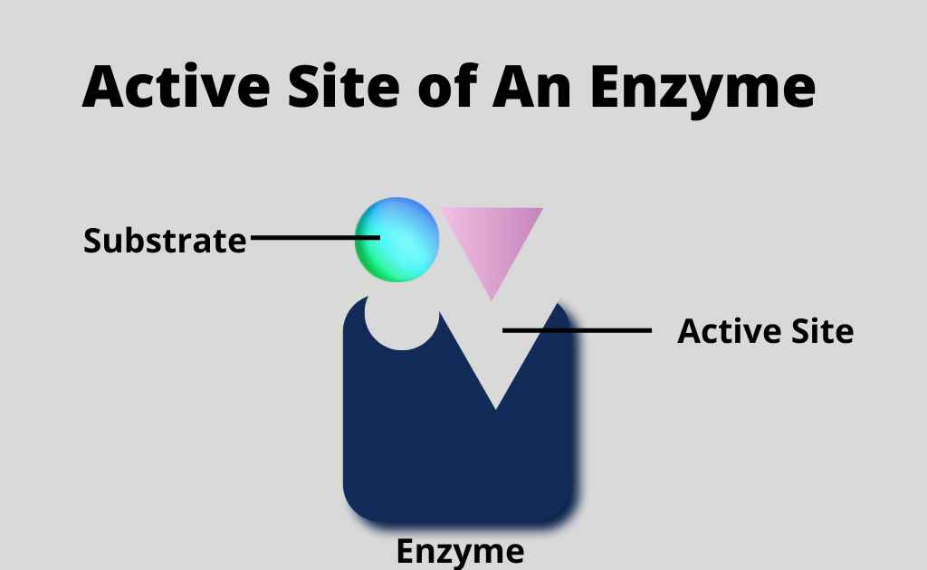 Active Site Of An Enzyme An Overview