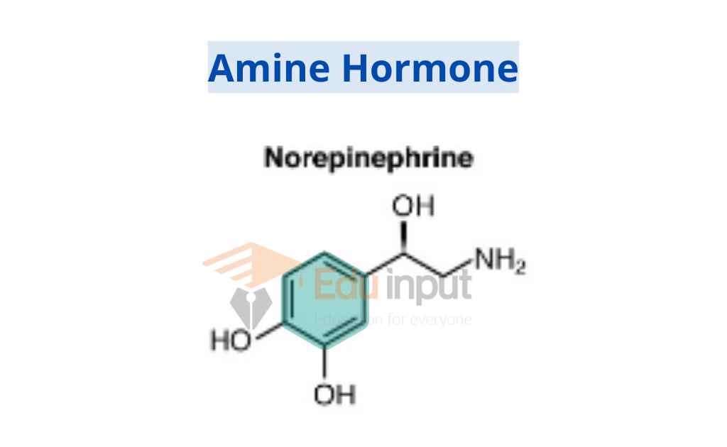 image showing structure of an amine hormone