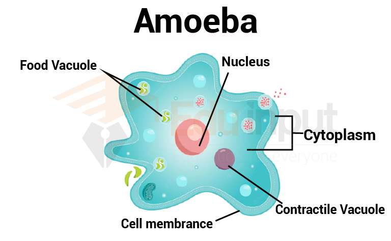 image showing structure of amoeba
