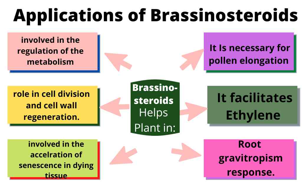 Image representing applications of Brassinosteroids 