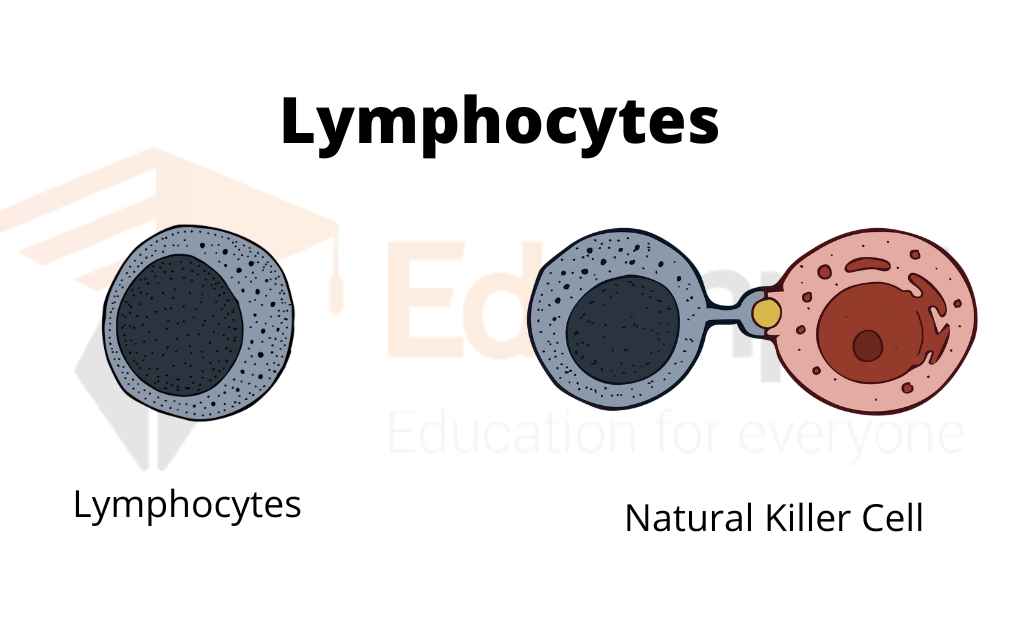 image showing lymphocyte and natural killing cell