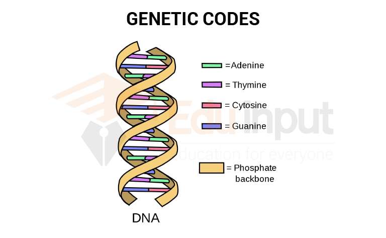 image showing bases of genetic code