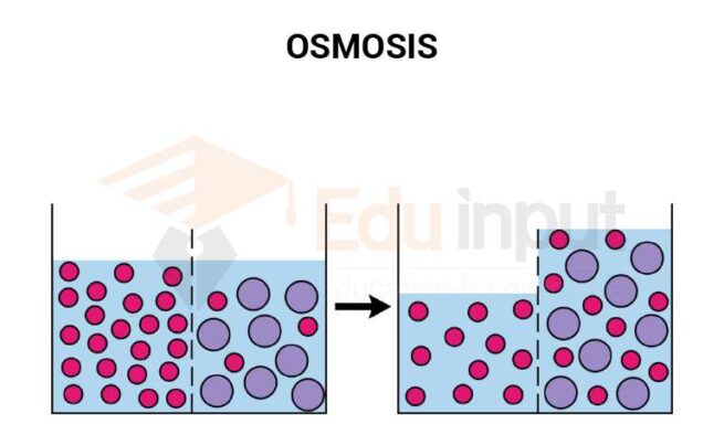 What is Osmosis and How Does it Occur?
