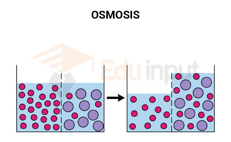 image showing process of osmosis 