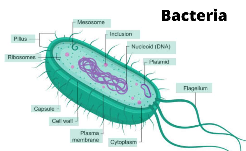 image showing internal structure of bacteria