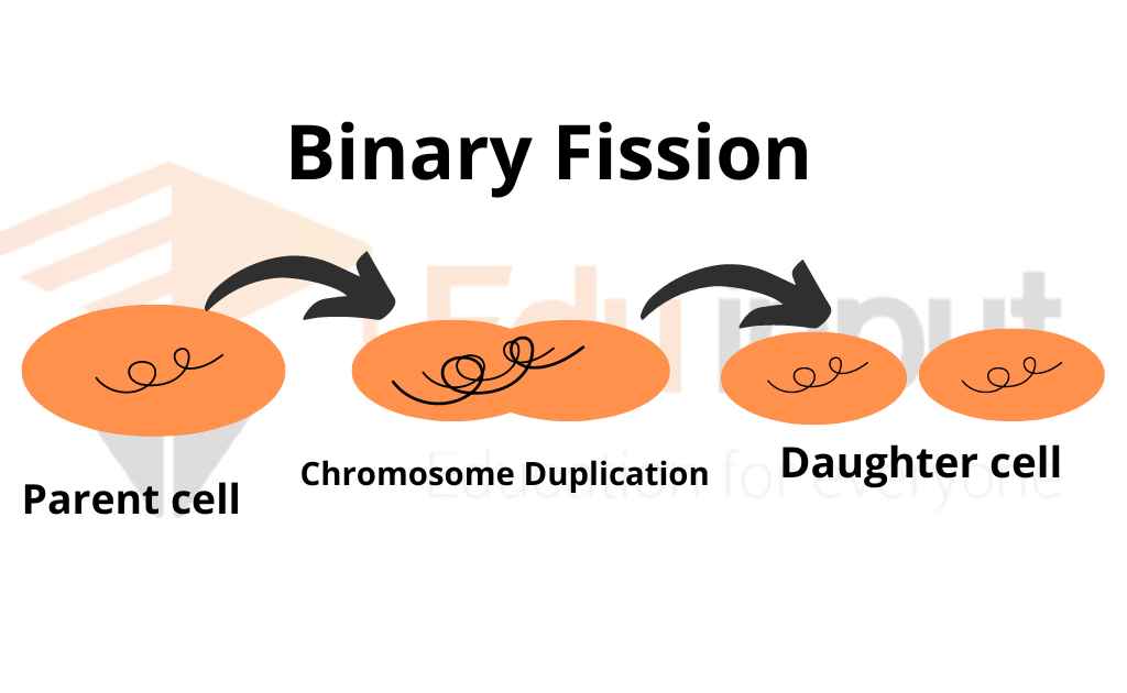 image showing binary fission in bacterium