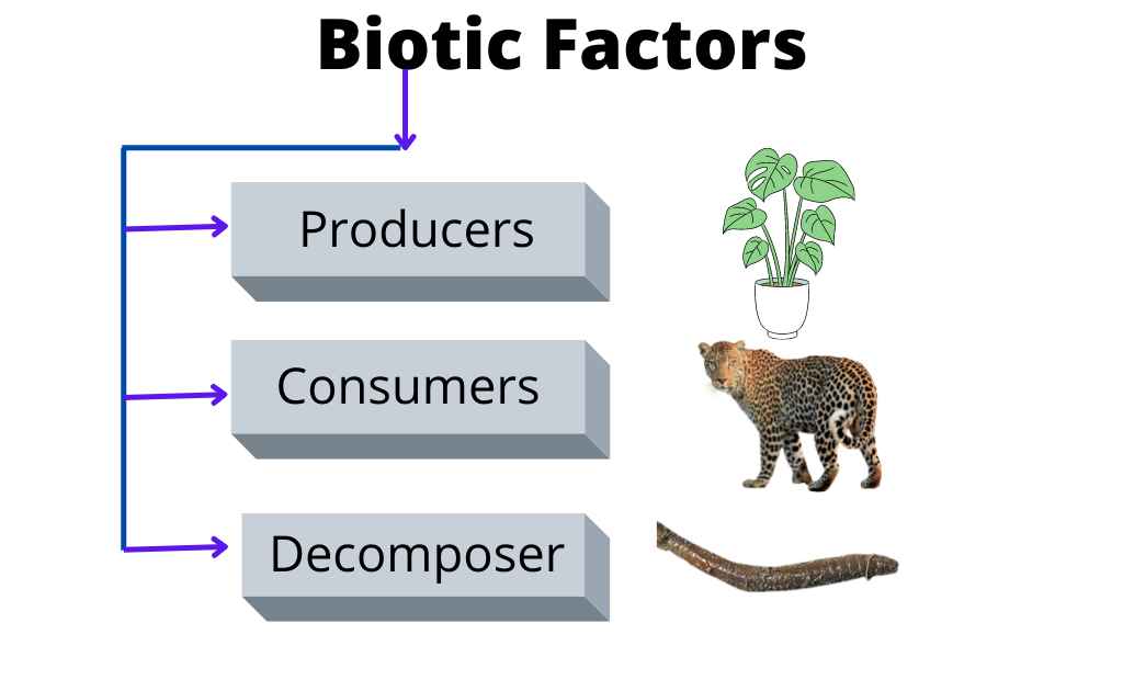 image showing biotic components of the ecosystem