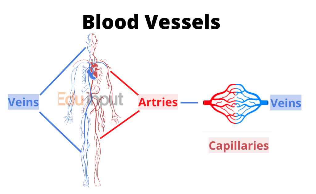 image showing different blood vessels