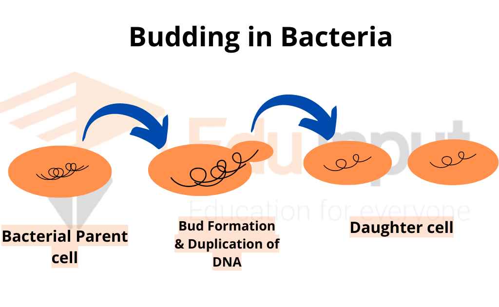image showing process of budding in bacteria