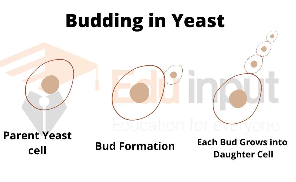 image showing process of budding in yeast
