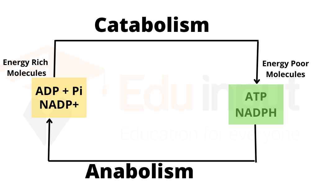 image showing examples of catabolism and anabolism
