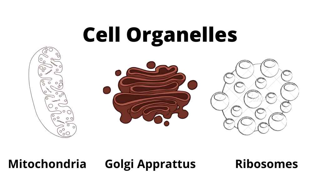 image showing cell organelles