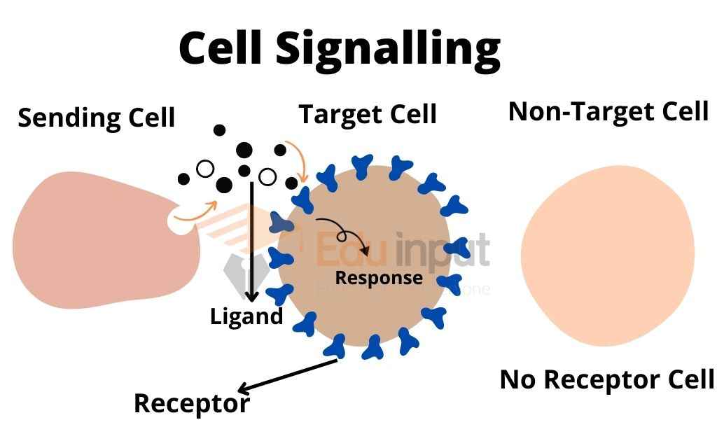image showing target and nontarget cells of chemical signaling