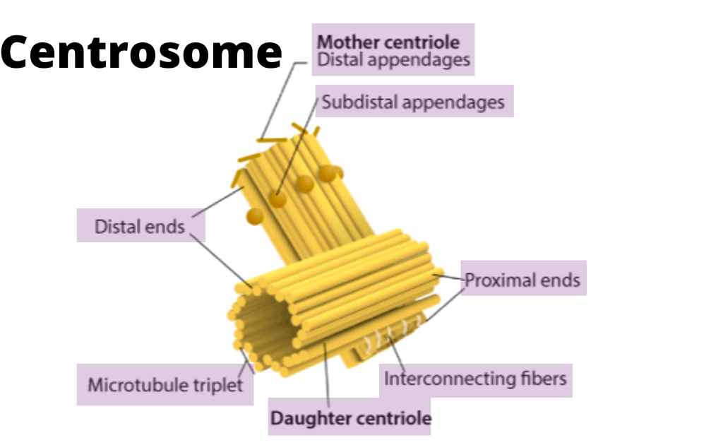 image showing the structure of the centrosomes