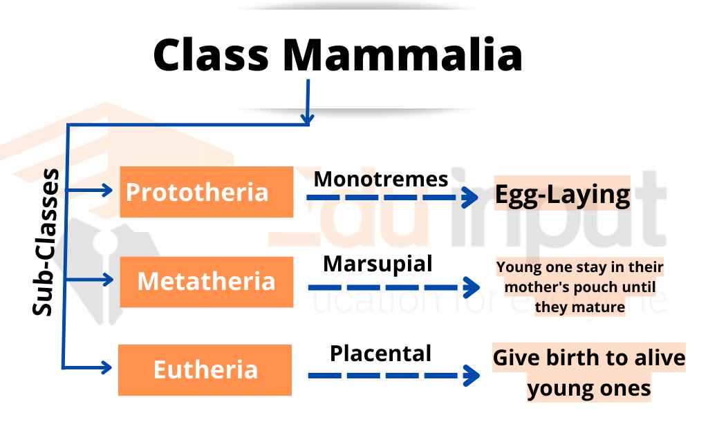 image showing classification of Mammalia