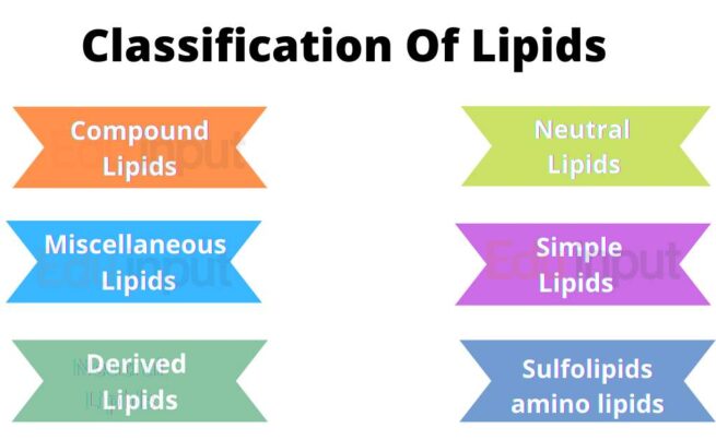 Classification Of Lipids | Functions Of Lipids