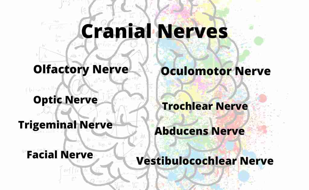 image showing some cranial nerves