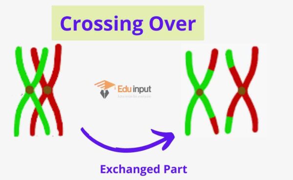 what-is-crossing-over-definition-mechanism-and-recombination-frequency