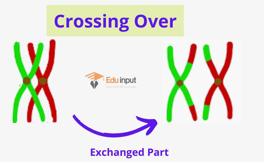 image showing the process of crossing over