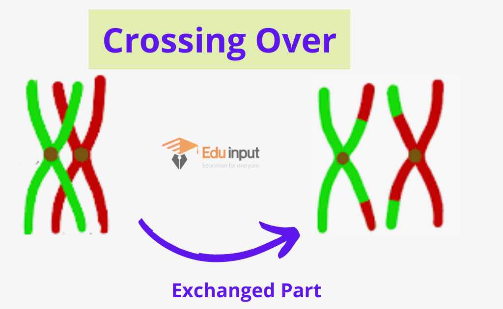 What Is Crossing Over Definition Mechanism And Recombination Frequency