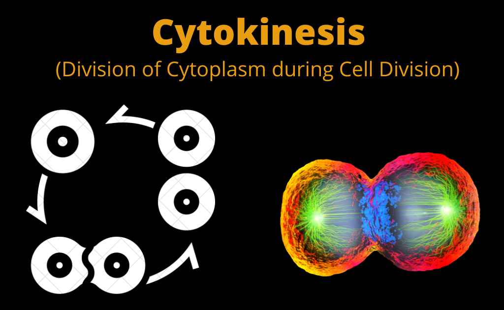 image showing process of cytokinesis
