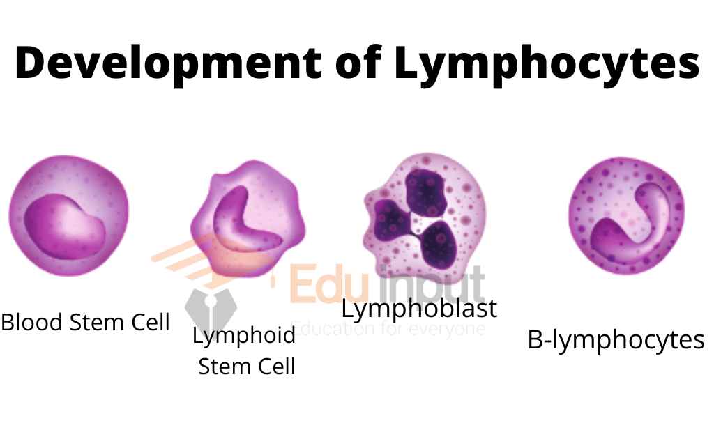Image showing development of Lymphocyte cell