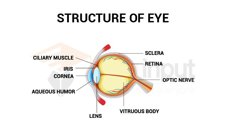 image showing presence of optic nerve in eye