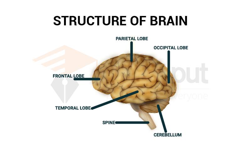 image showing structure of brain