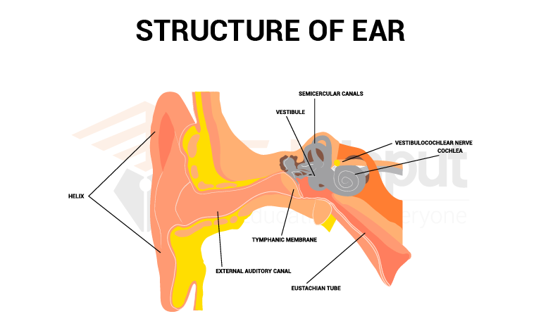 image showing structure of human ear
