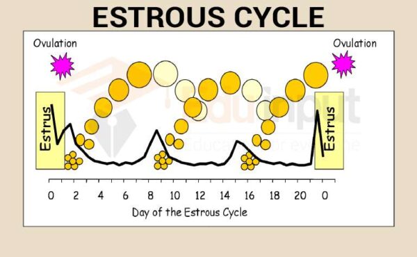 estrous-cycle-mechanism-and-phases