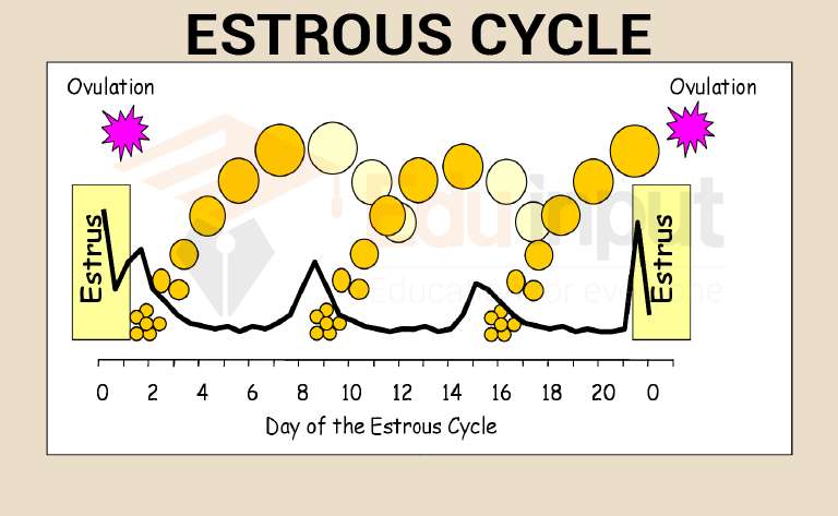 image showing hormonal changes during the estrous cycle